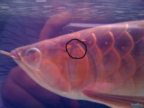 能提供龍魚鰓腫的詳細(xì)圖片嗎？