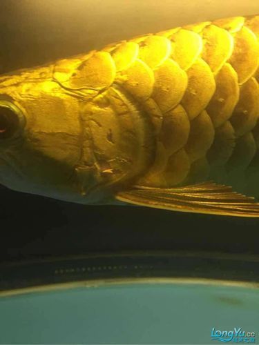 能提供龍魚鰓腫的詳細(xì)圖片嗎？