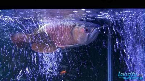 能提供龍魚鰓腫的詳細(xì)圖片嗎？