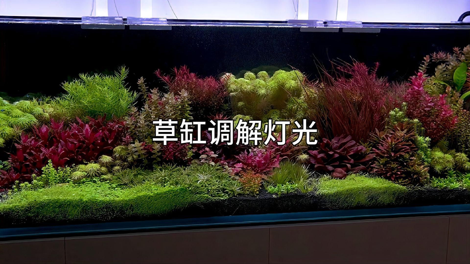 如何優(yōu)化魚缸的燈光效果
