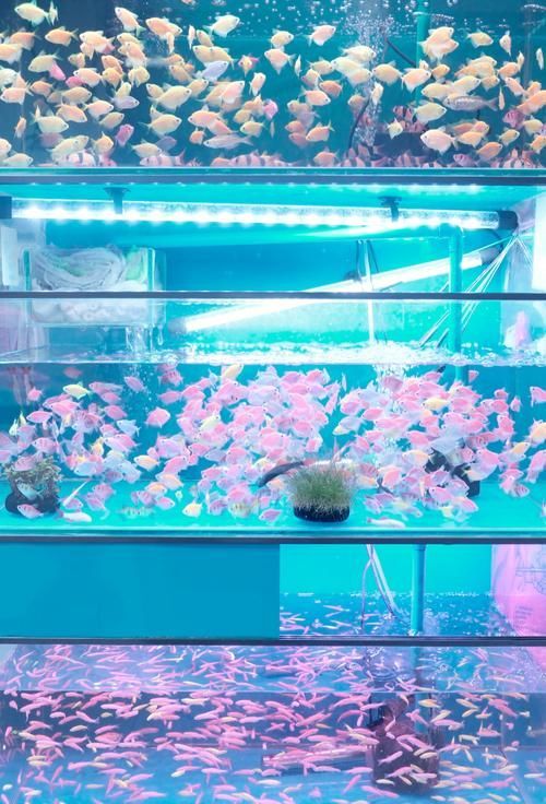 哪里可以購買到貴陽的龍魚？，如何購買一條健康的貴陽龍魚