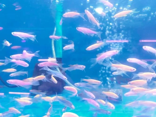哪里可以購買到貴陽的龍魚？，如何購買一條健康的貴陽龍魚