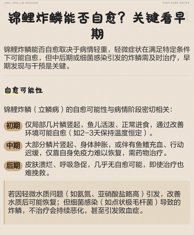 錦鯉炸鱗后多久會恢復