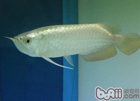 中國(guó)龍魚(yú)市場(chǎng)還有哪些高價(jià)品種？，中國(guó)龍魚(yú)市場(chǎng)上備受追捧的高價(jià)品種及其特征及其特征