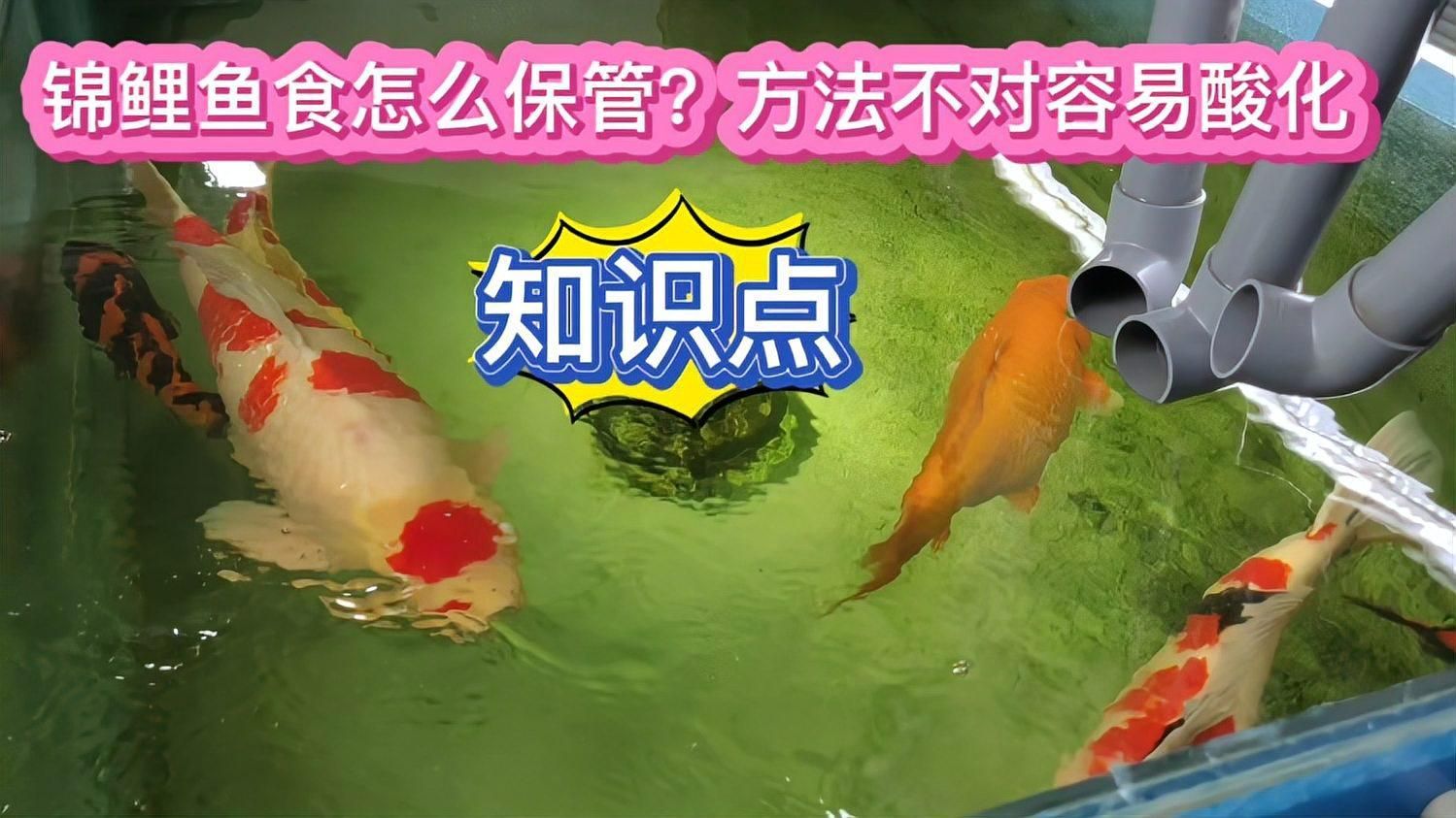 如何判斷魚糧是否新鮮？，判斷魚糧是否新鮮是確保魚類健康生長的關(guān)鍵觀察顏色變化