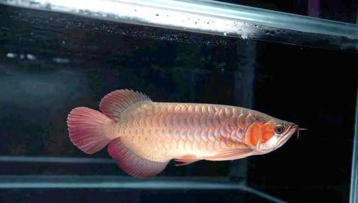 提供紅龍魚成長過程的圖片，紅龍魚發色停滯期怎么辦