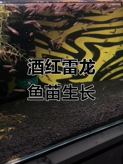 提供紅龍魚成長過程的圖片，紅龍魚發色停滯期怎么辦