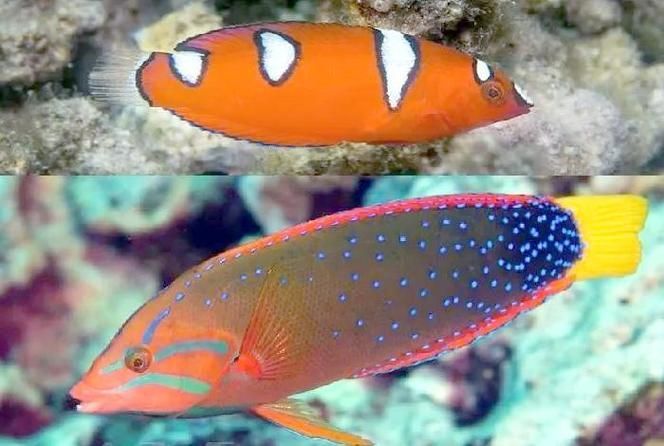 提供紅龍魚成長過程的圖片，紅龍魚發色停滯期怎么辦