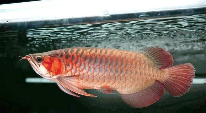 提供紅龍魚成長過程的圖片，紅龍魚發色停滯期怎么辦