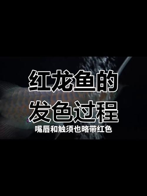 提供紅龍魚成長過程的圖片，紅龍魚發色停滯期怎么辦