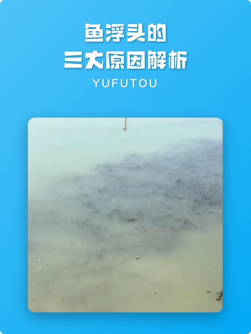 如何判斷魚浮頭是否嚴重，六一媽媽de時光機判斷魚浮頭是否嚴重