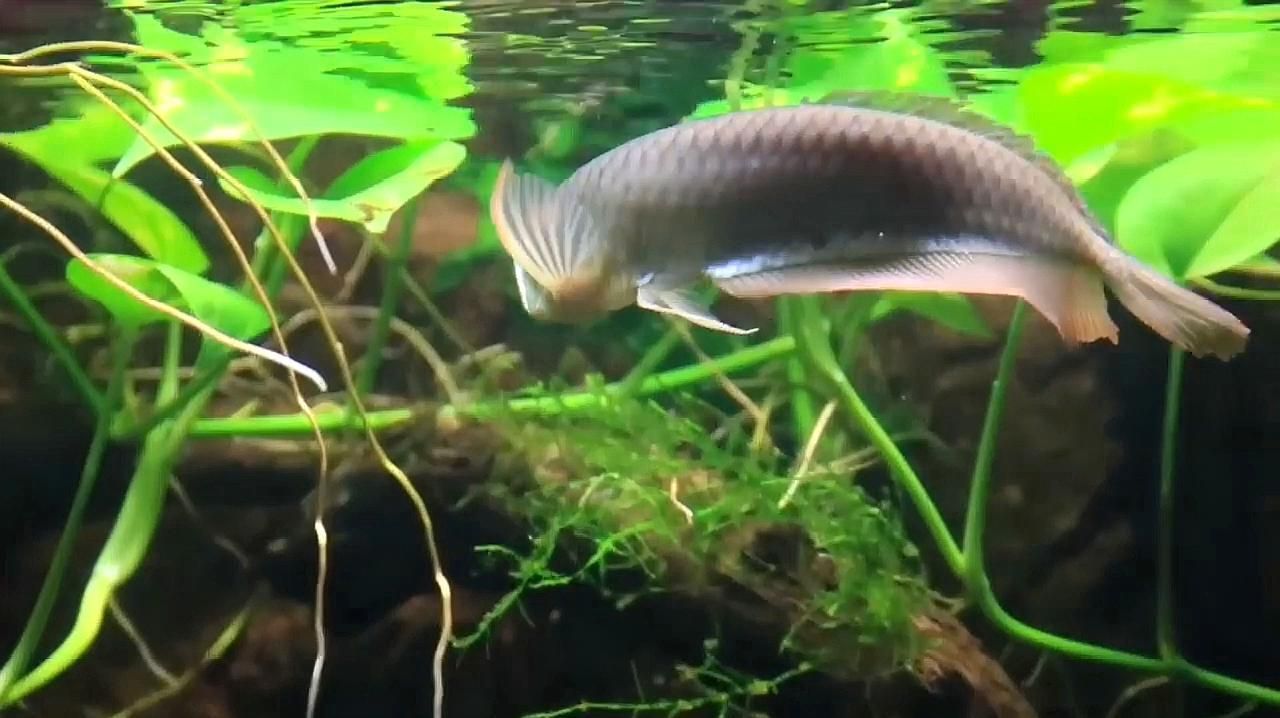 龍魚缸造景有哪些注意事項？，龍魚缸造景有哪些注意事項，