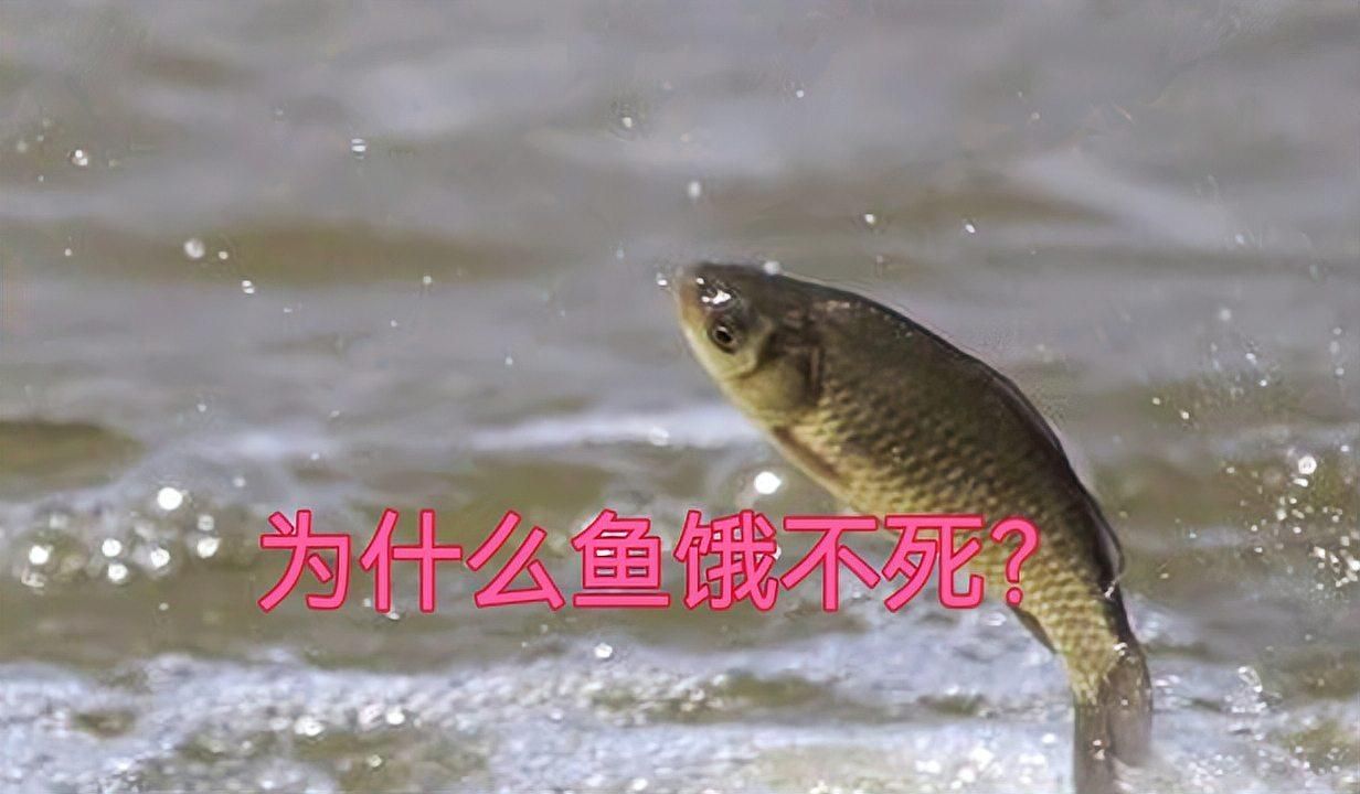 有哪些魚可以幾個月不喂，關于魚類生存的問題