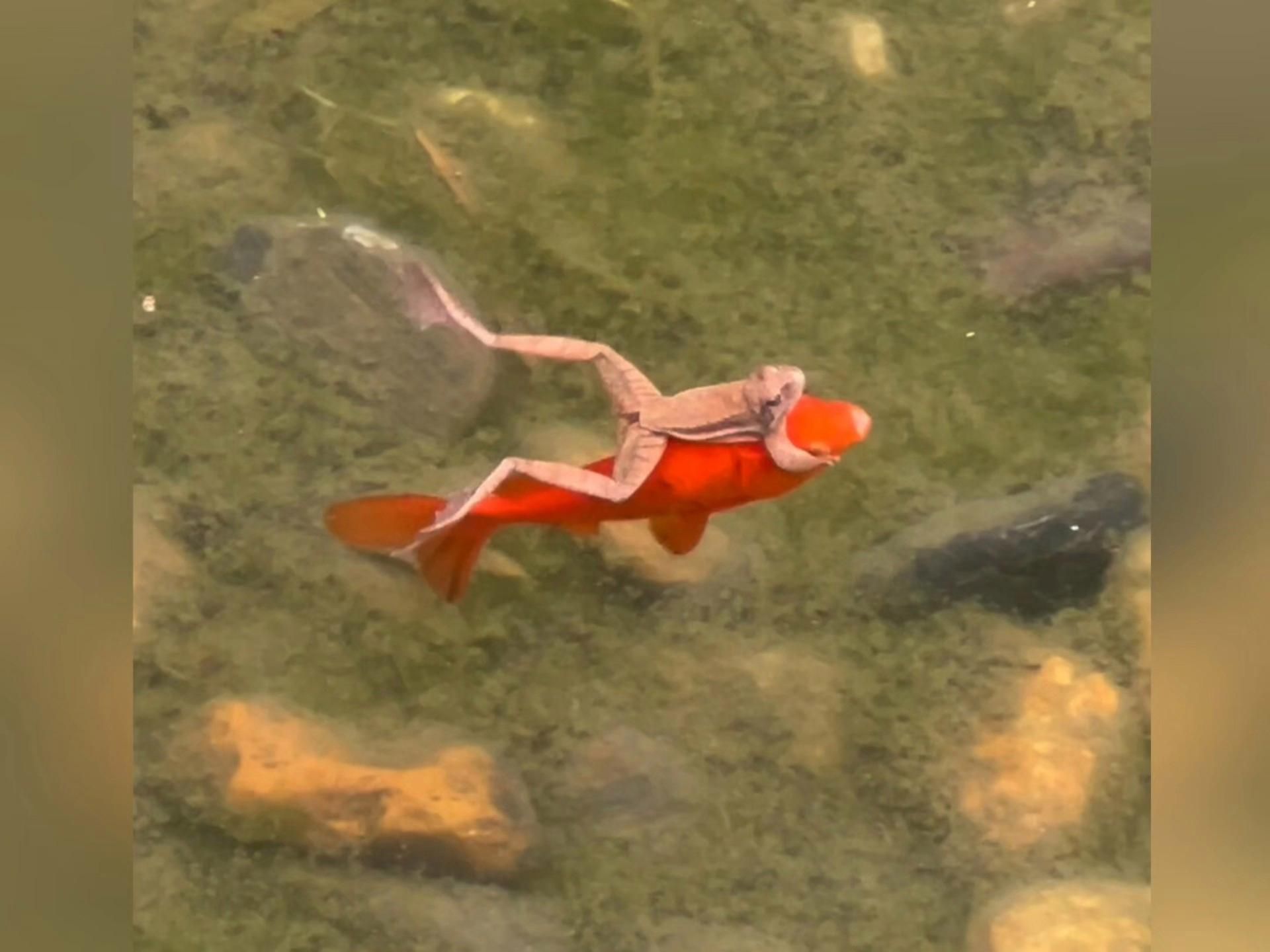 有哪些魚可以幾個月不喂，關于魚類生存的問題