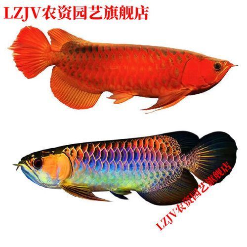 給我一些金頭過背金龍魚的高清圖片，金頭過背金龍魚