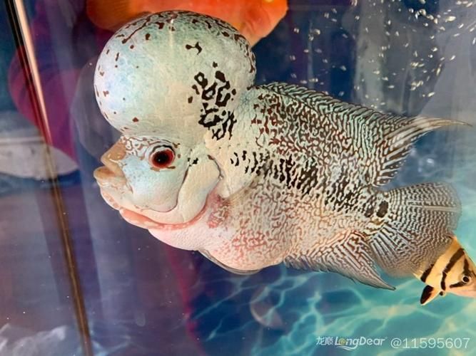 給我一些金頭過背金龍魚的高清圖片，金頭過背金龍魚