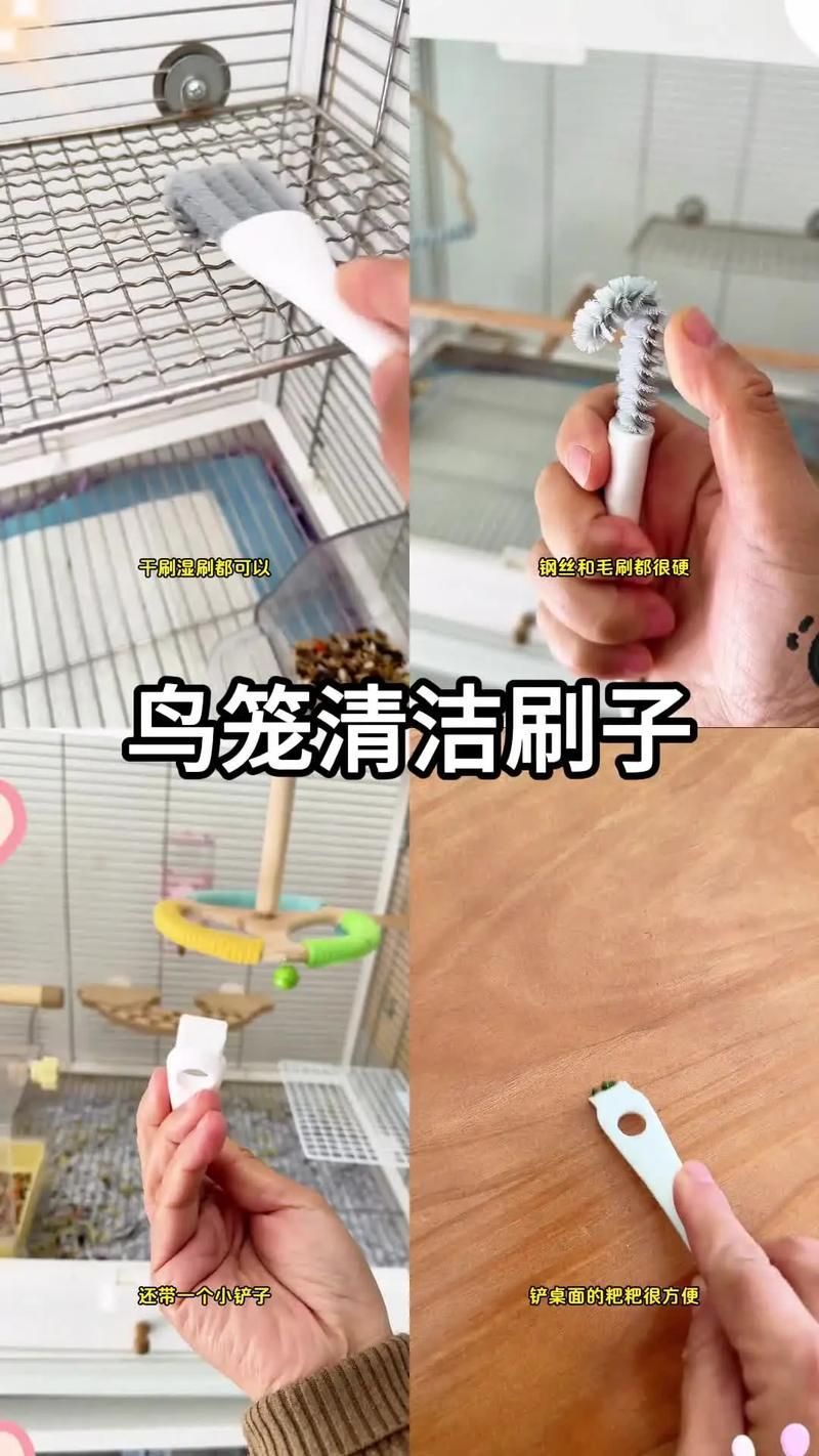 如何預(yù)防龍貓細(xì)菌傳播，如何科學(xué)預(yù)防龍貓細(xì)菌傳播