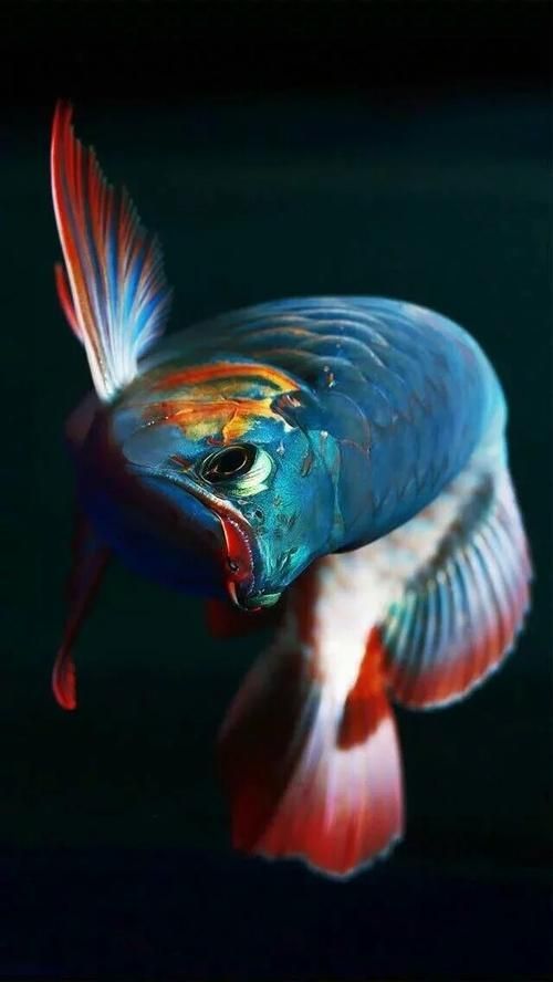 推薦一些龍魚(yú)的圖片壁紙，高清龍魚(yú)圖片壁紙合集
