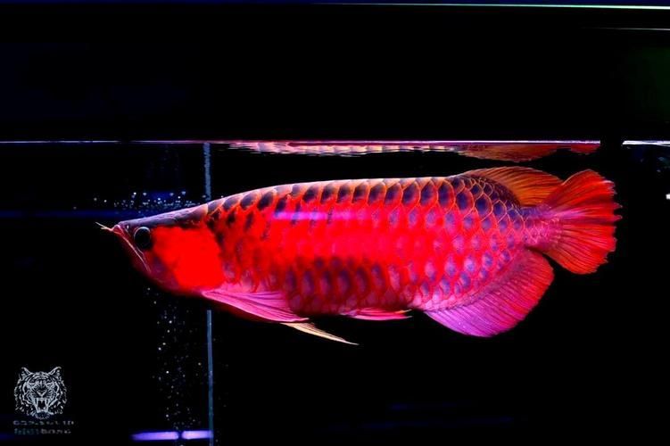 如何矯正龍魚的兜嘴？，如何矯正龍魚兜嘴