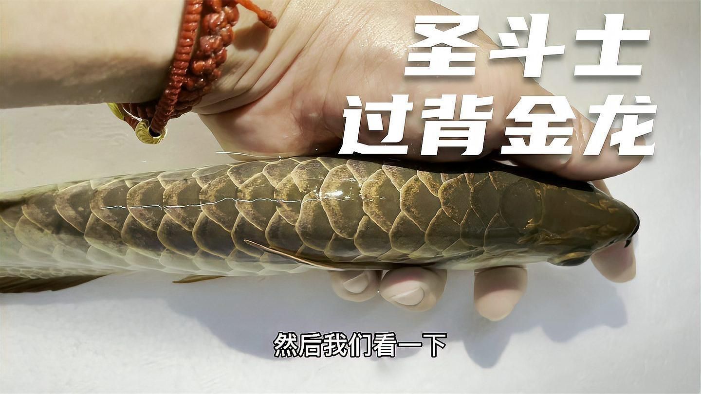 如何判斷過背金龍是否完全過背，如何判斷一條過背金龍是否“完全過背”