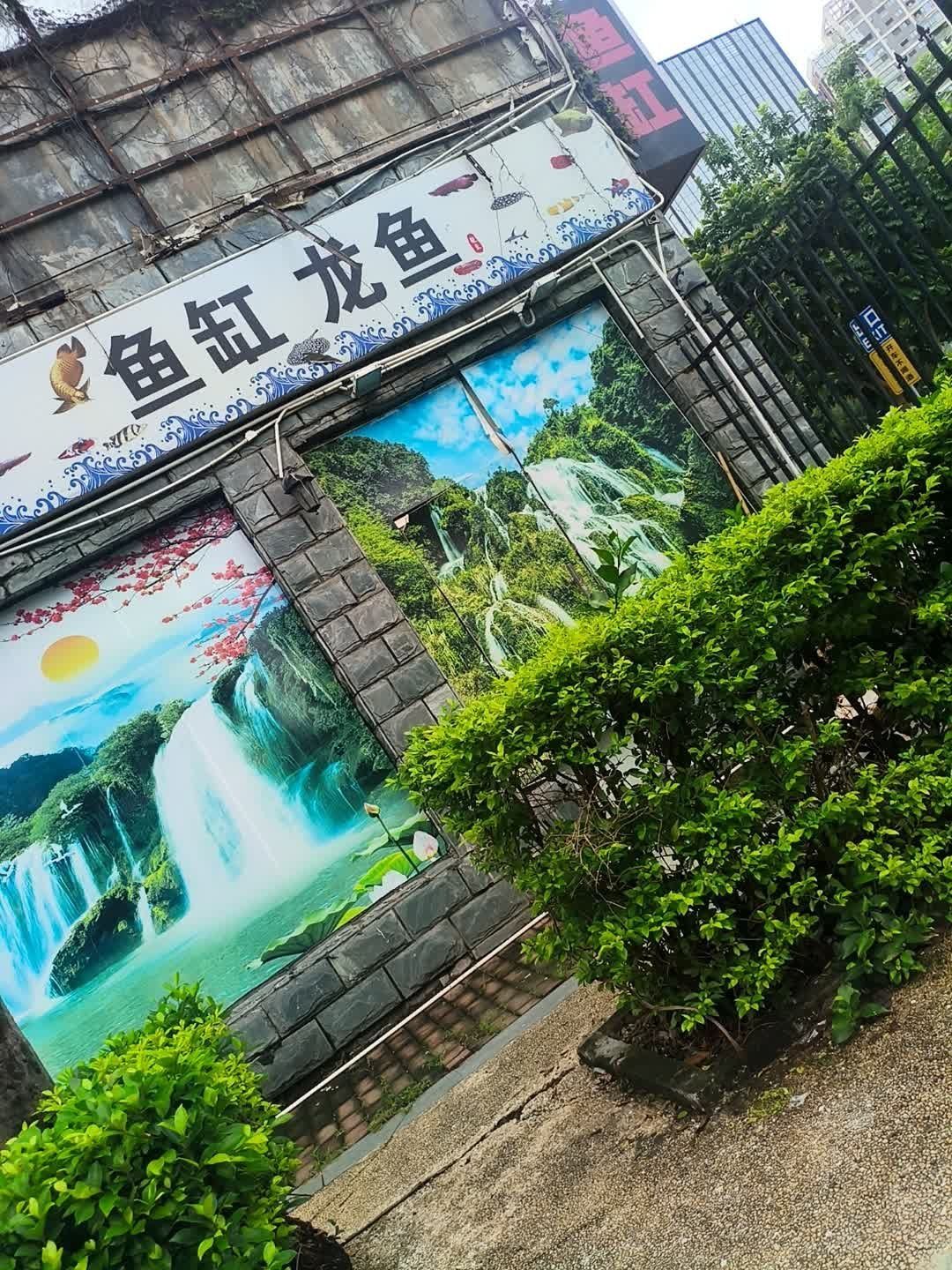 深圳還有哪些地方可以購買龍魚？，深圳哪里可以買龍魚