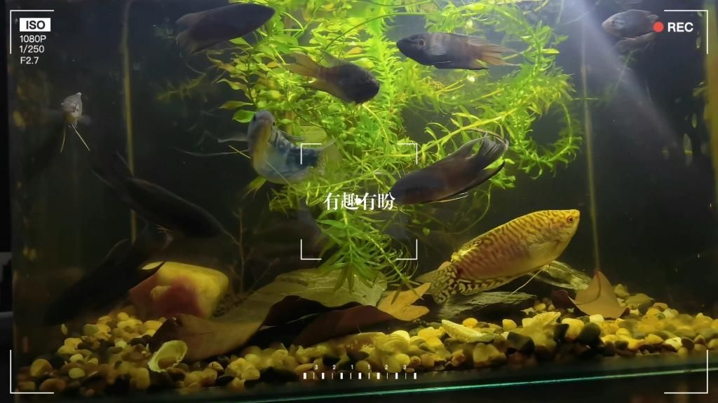 曼龍魚混養(yǎng)需要多大的魚缸？，曼龍魚混養(yǎng)需要多大的魚缸,曼龍魚混養(yǎng)搭配清單