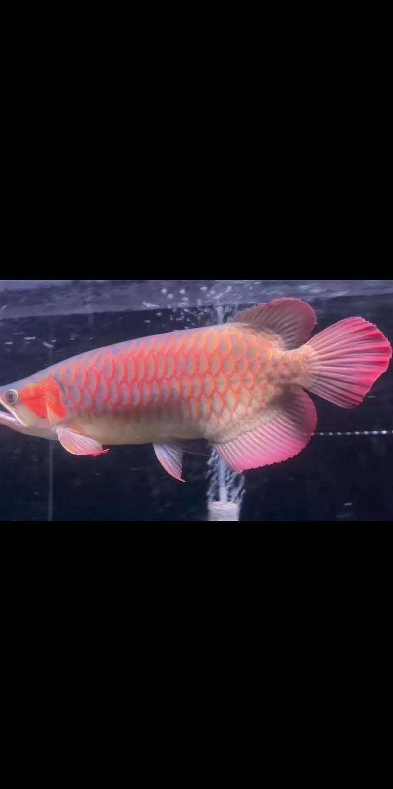如何判斷龍魚是否需要使用益生菌？，arxiv論文助手判斷龍魚是否需要使用益生菌使用工具