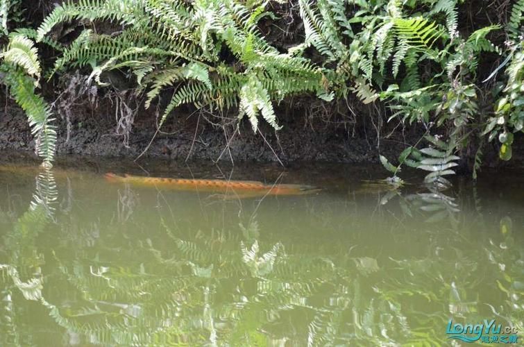 大湖紅龍魚有哪些知名漁場？，全球最具影響力的大湖紅龍魚和鉑金龍魚哪個更稀有