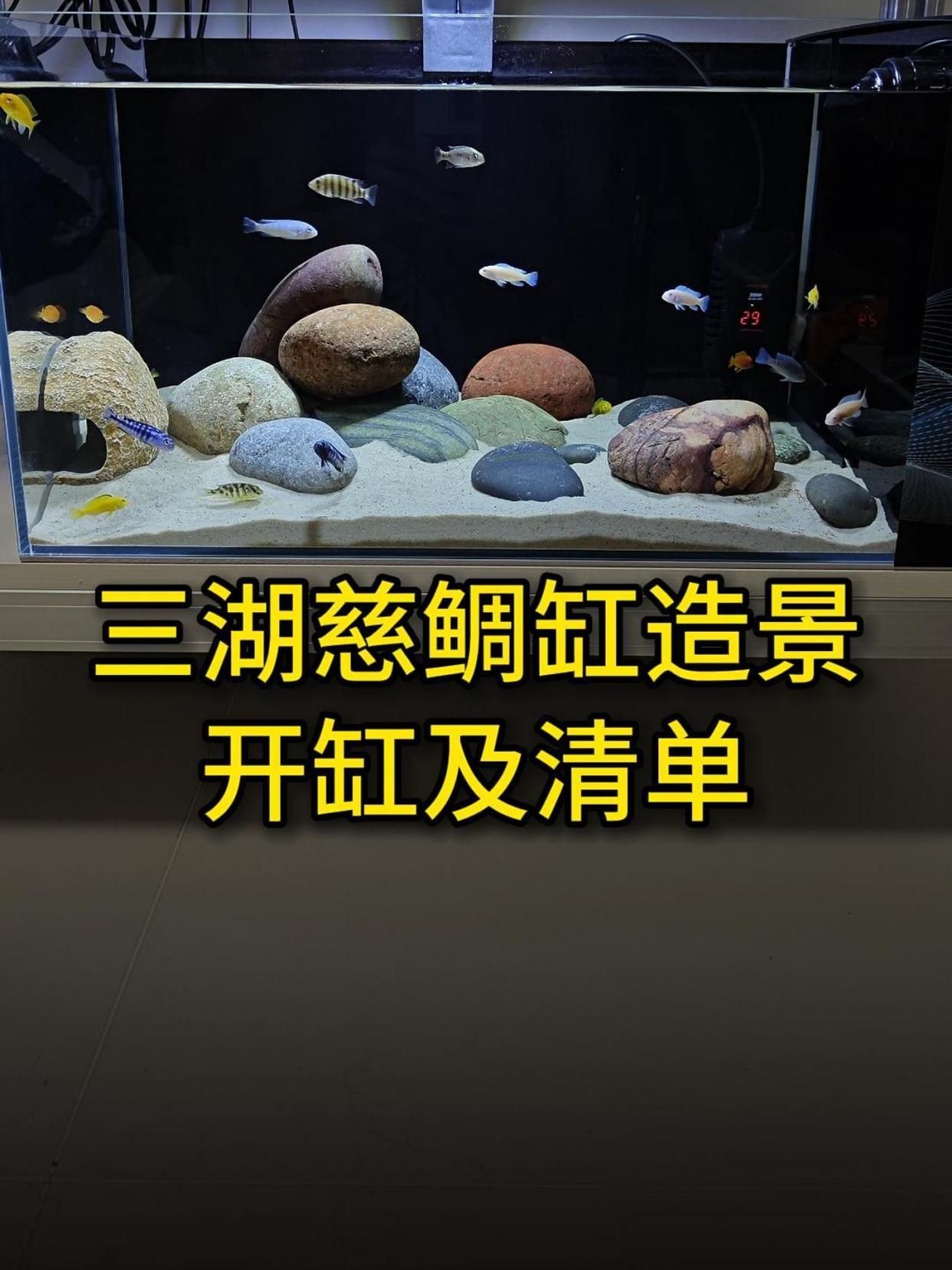 祥龍魚場的實景缸如何布置？，祥龍魚場的實景缸布置