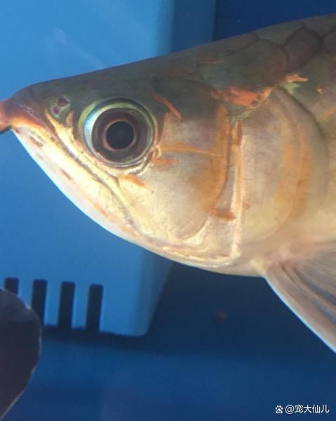 如何判斷紅龍魚凸眼病的嚴重程度，怎樣判斷紅龍魚凸眼病的嚴重程度