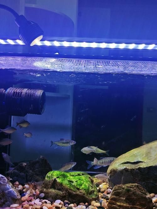 魚缸LED燈的價格范圍，魚缸led燈價格范圍