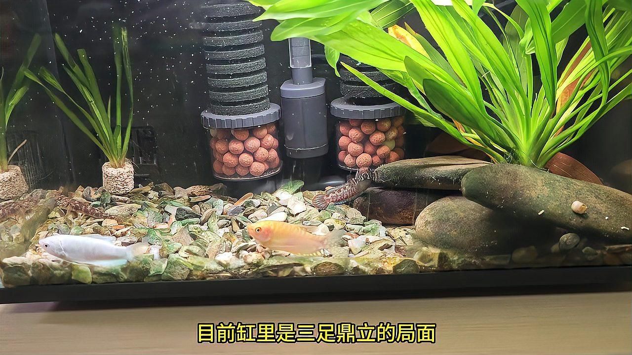 曼龍魚的價格是多少？，曼龍魚的價格是多少