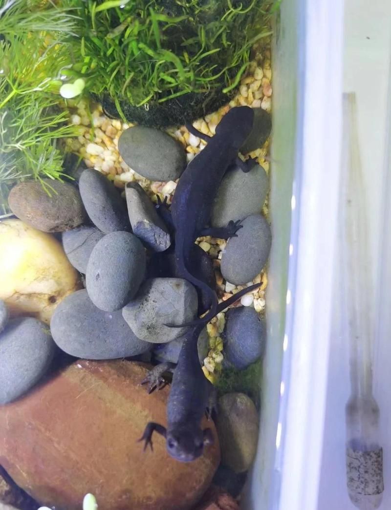 如何區分東方蠑螈和肥螈，如何區分東方蠑螈和肥螈,東方蠑螈和肥螈