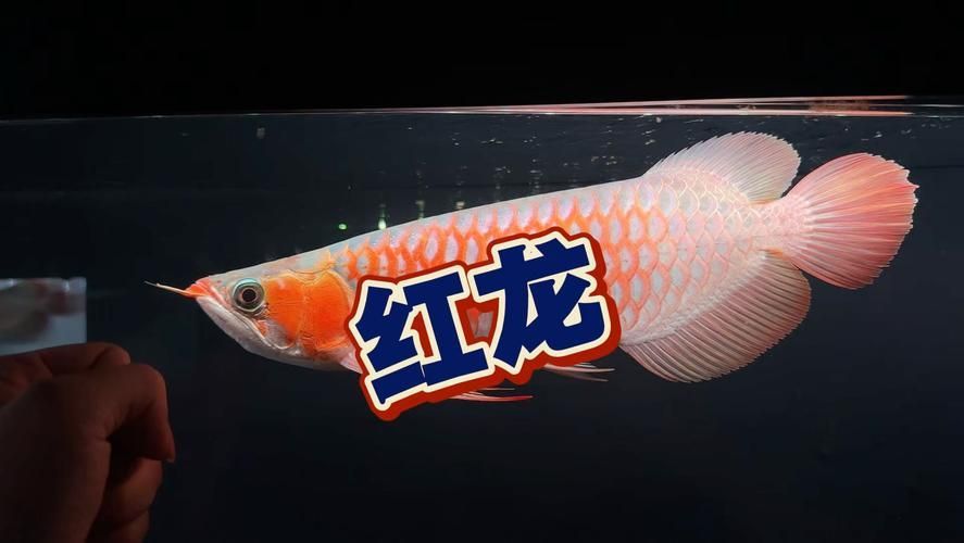 哪種紅龍魚最適合新手，新手養紅龍魚最適合新手飼養的紅龍魚品種，白玉紅龍最適合新手