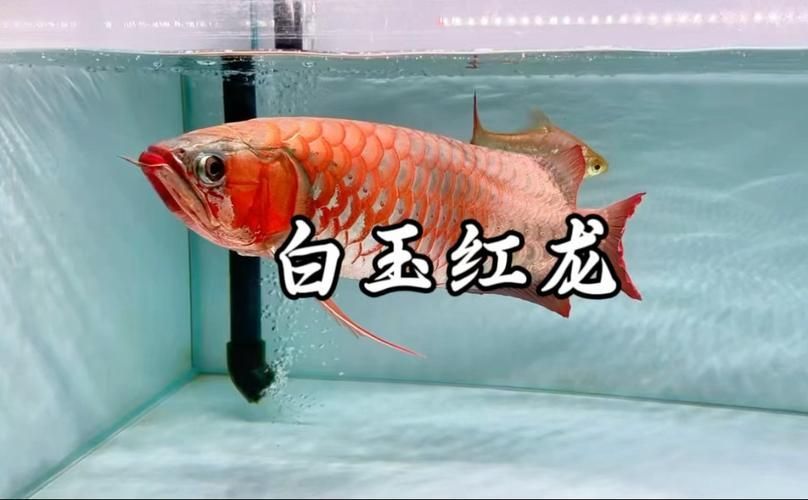 哪種紅龍魚最適合新手，新手養紅龍魚最適合新手飼養的紅龍魚品種，白玉紅龍最適合新手