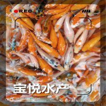龍魚飼料魚有哪些種類，關(guān)于龍魚飼料魚的一些建議