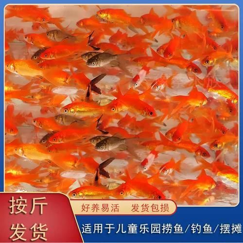 龍魚飼料魚有哪些種類，關(guān)于龍魚飼料魚的一些建議