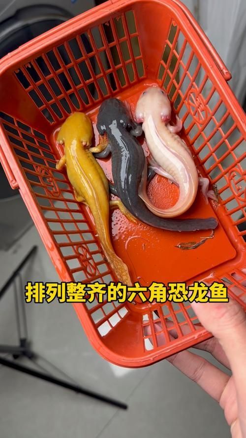 給我一些六角恐龍魚的圖片，六角恐龍魚是什么？