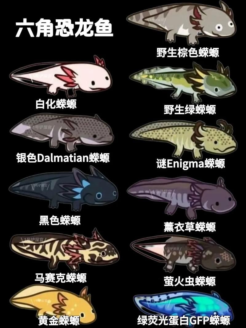 給我一些六角恐龍魚的圖片，六角恐龍魚是什么？