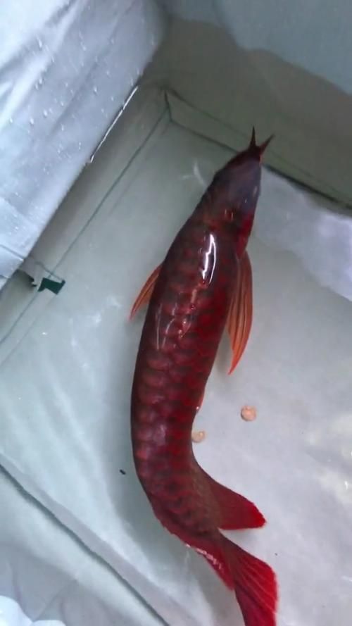 如何判斷超血紅龍是否發色完全，如何判斷超血紅龍發色是否完全