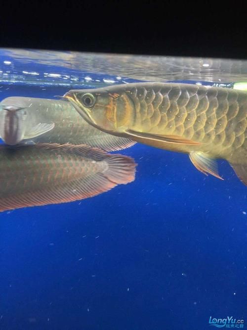 給我推薦幾款高品質的金龍魚過背，如何區分真假過背金龍魚，推薦幾款高品質的金龍魚過背圖片