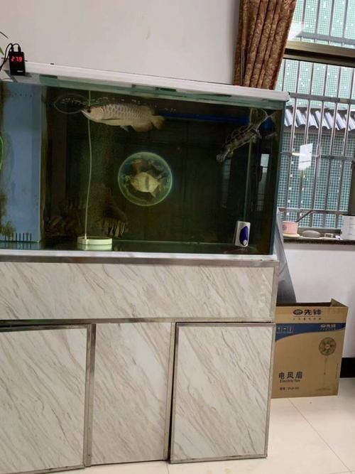 愛龍仕魚缸哪個型號最受歡迎，愛龍仕魚缸哪個型號最受歡迎愛龍仕魚缸哪個型號最受歡迎