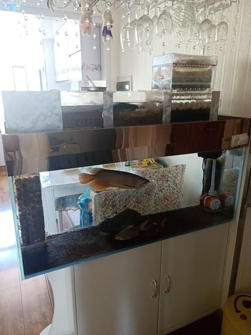 愛龍仕魚缸哪個型號最受歡迎，愛龍仕魚缸哪個型號最受歡迎愛龍仕魚缸哪個型號最受歡迎