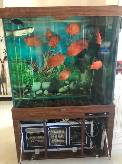 愛龍仕魚缸哪個型號最受歡迎，愛龍仕魚缸哪個型號最受歡迎愛龍仕魚缸哪個型號最受歡迎