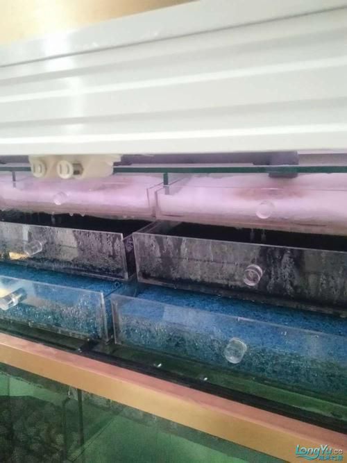 愛龍仕魚缸哪個型號最受歡迎，愛龍仕魚缸哪個型號最受歡迎愛龍仕魚缸哪個型號最受歡迎