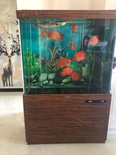 愛龍仕魚缸哪個型號最受歡迎，愛龍仕魚缸哪個型號最受歡迎愛龍仕魚缸哪個型號最受歡迎