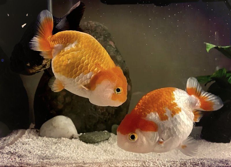 如何判斷龍睛金魚是否感染爛尾病，如何判斷龍睛金魚是否感染了爛尾病