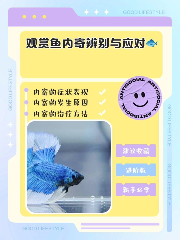 魚有內寄的三個特征，魚有內寄有什么表現？