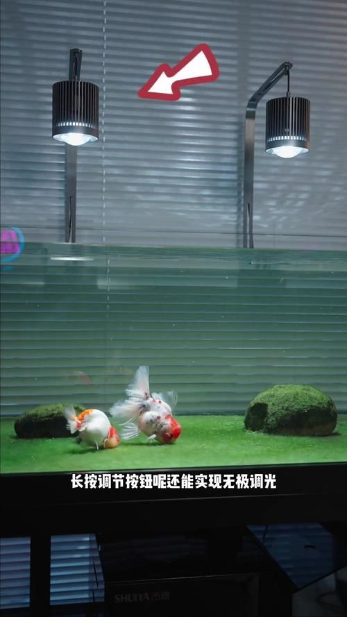 馬印魚缸有哪些系列？，馬豐富多樣系列魚缸