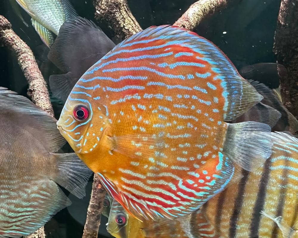 馬印魚缸有哪些系列？，馬豐富多樣系列魚缸